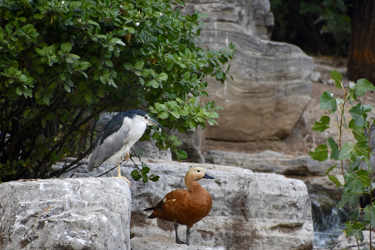 bird night heron duck free photo