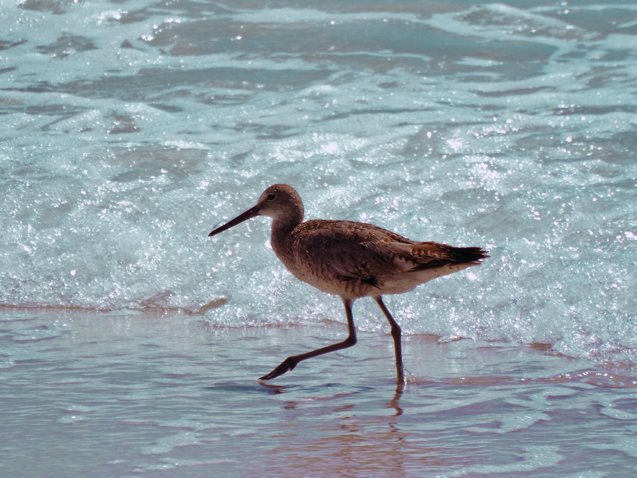 bird water sea free photo