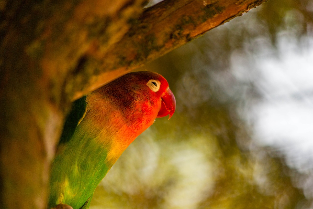 bird parrot inseparable free photo