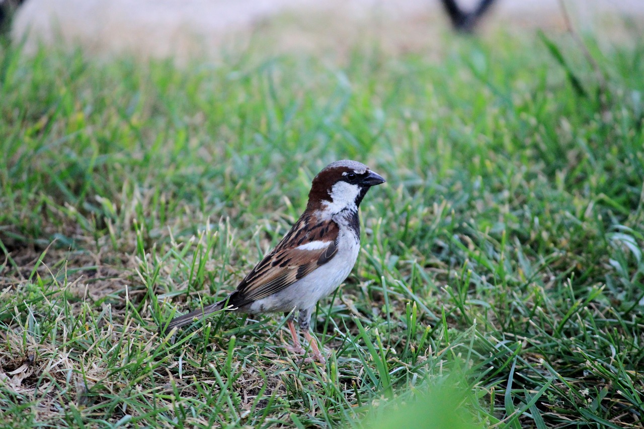 bird nature birds free photo