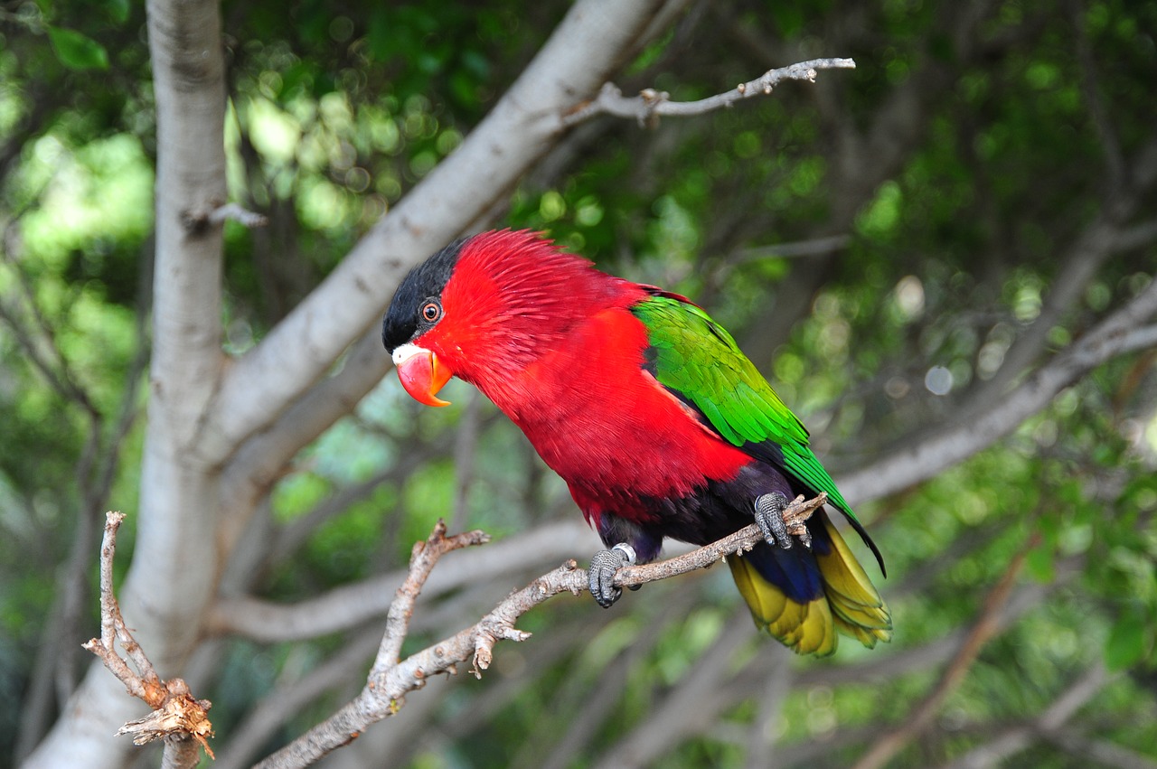 bird tropics parrot free photo