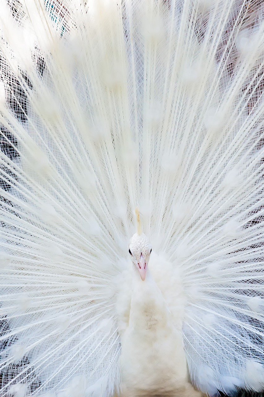 bird white peacock free photo