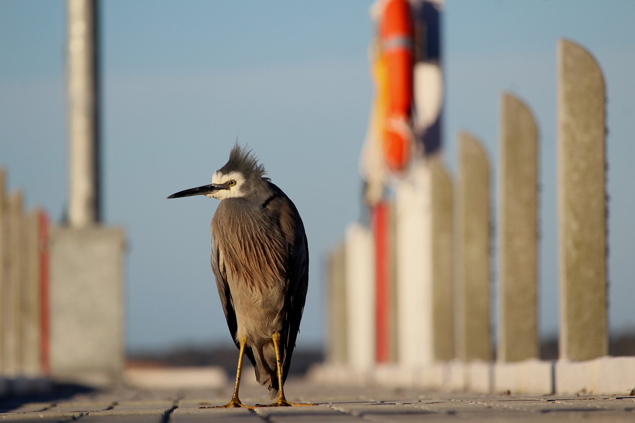 bird heron blue free photo