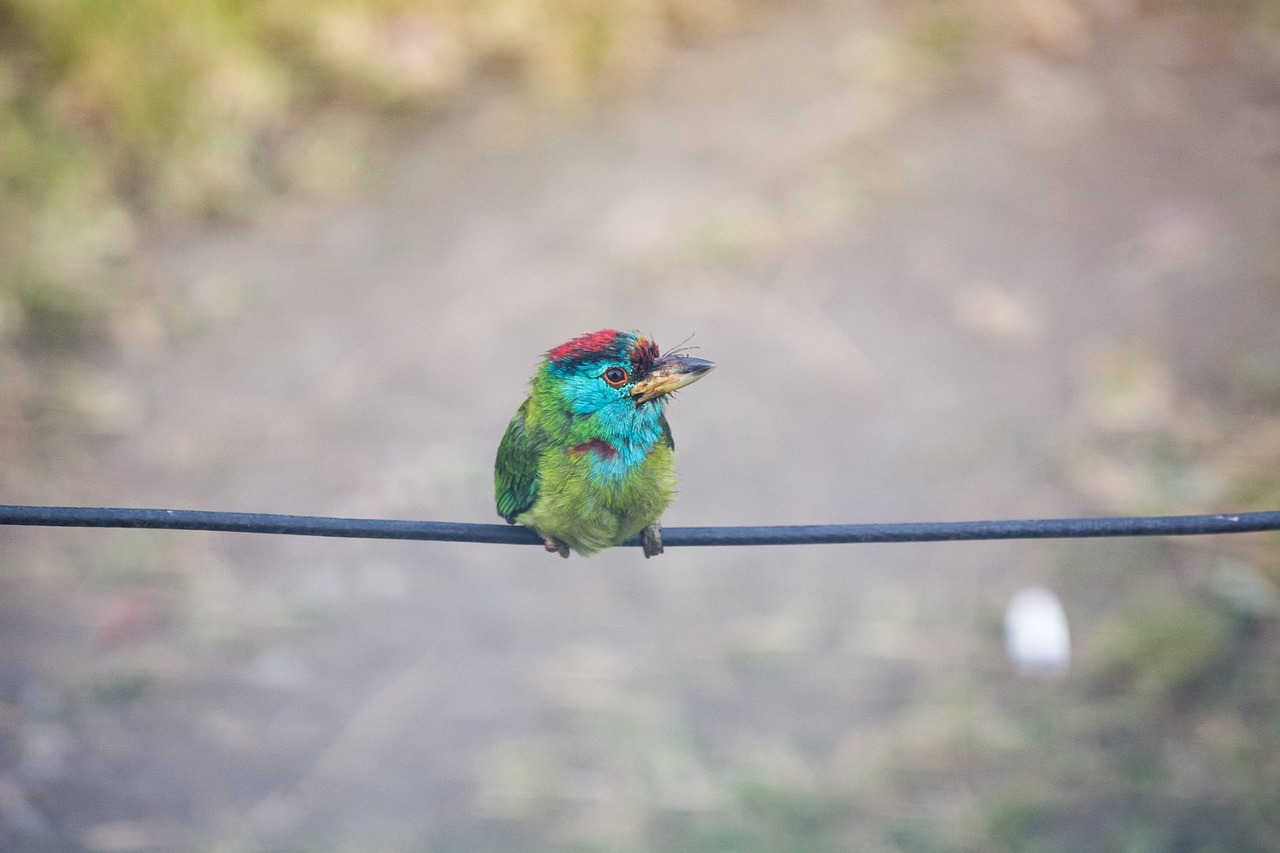 bird wire animal free photo