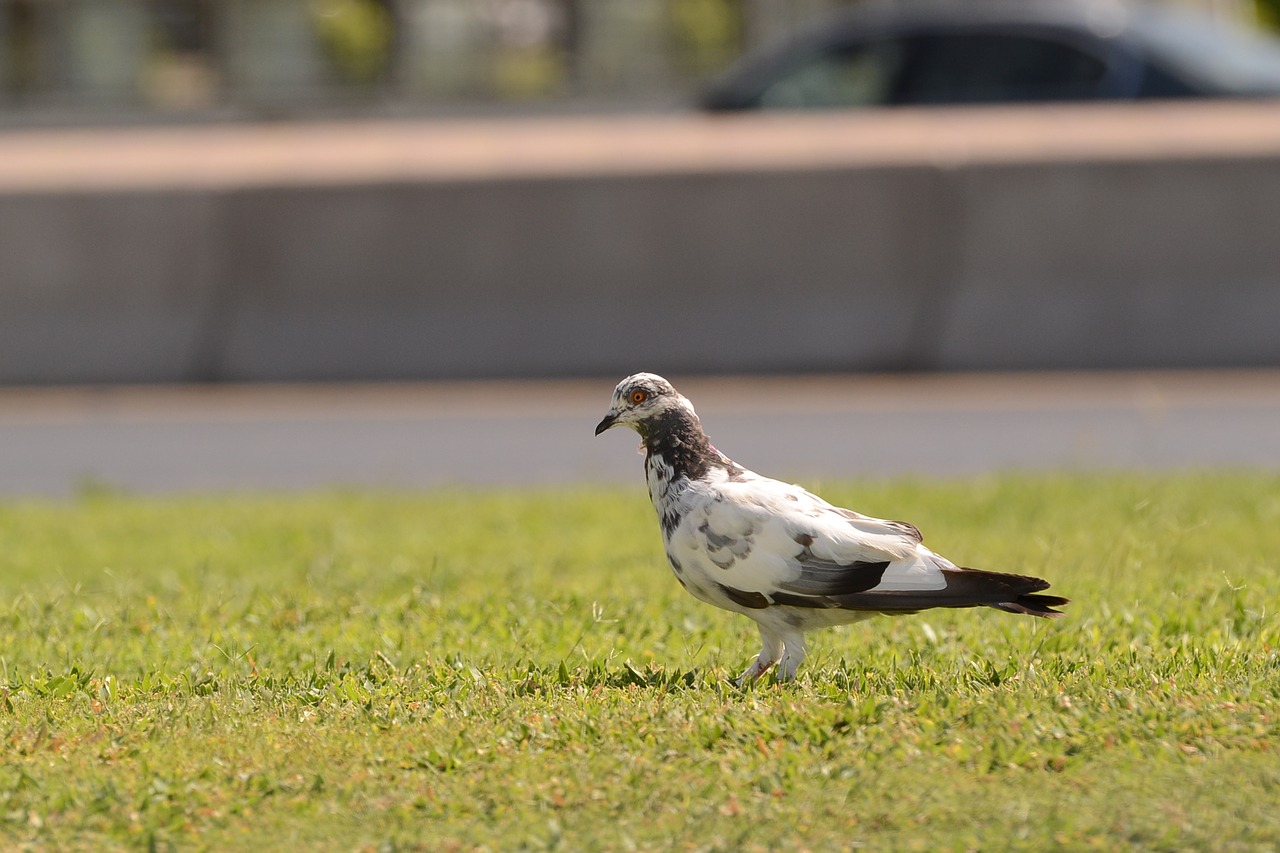 bird wildlife animal free photo