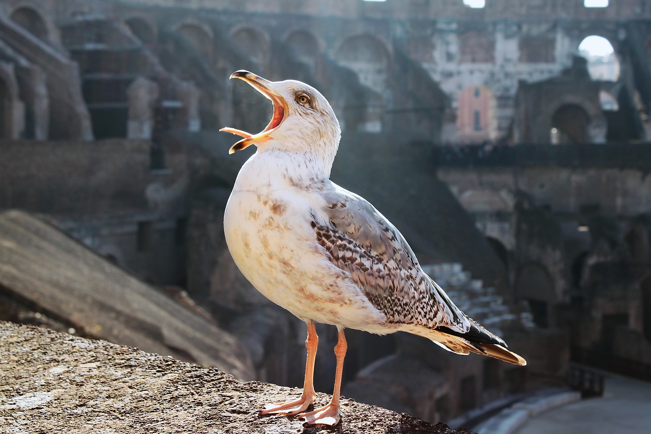 bird the seagull sea bird free photo