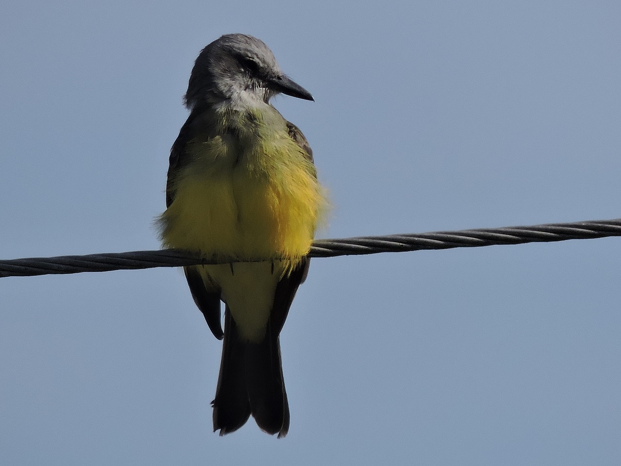 bird ave canary free photo