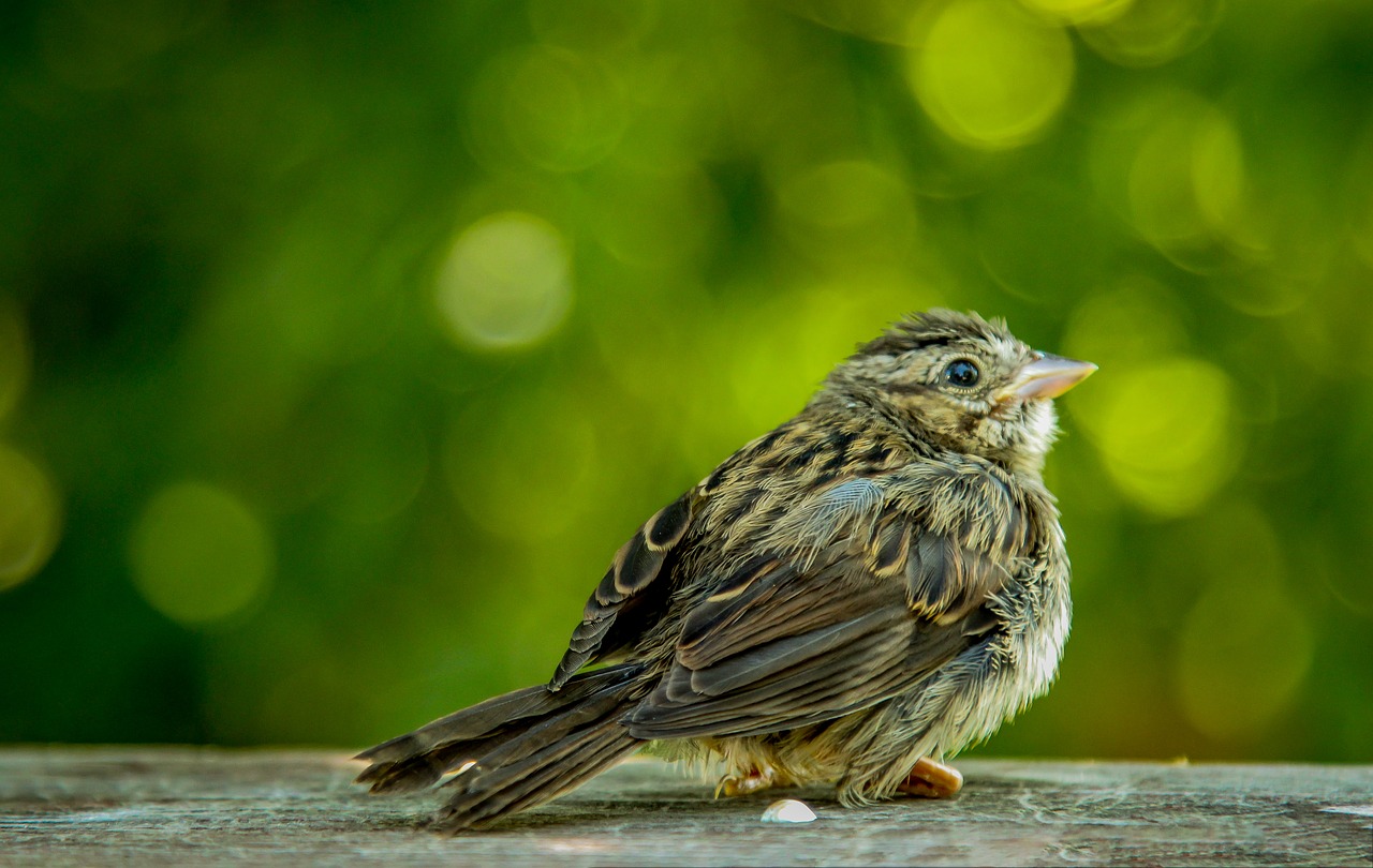 bird wallpaper green free photo