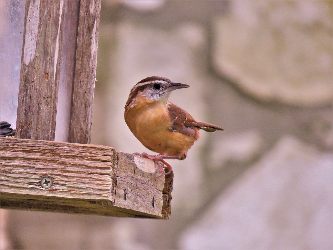 bird cute brown and tan free photo