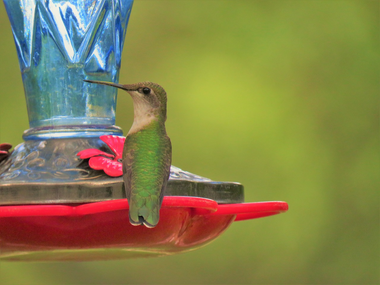 bird hummingbird up close free photo