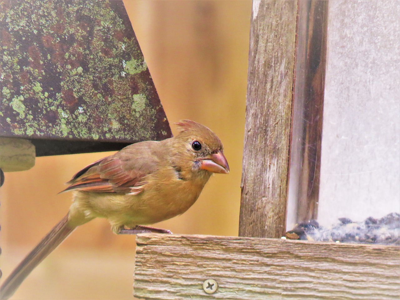 bird wildlife close up free photo