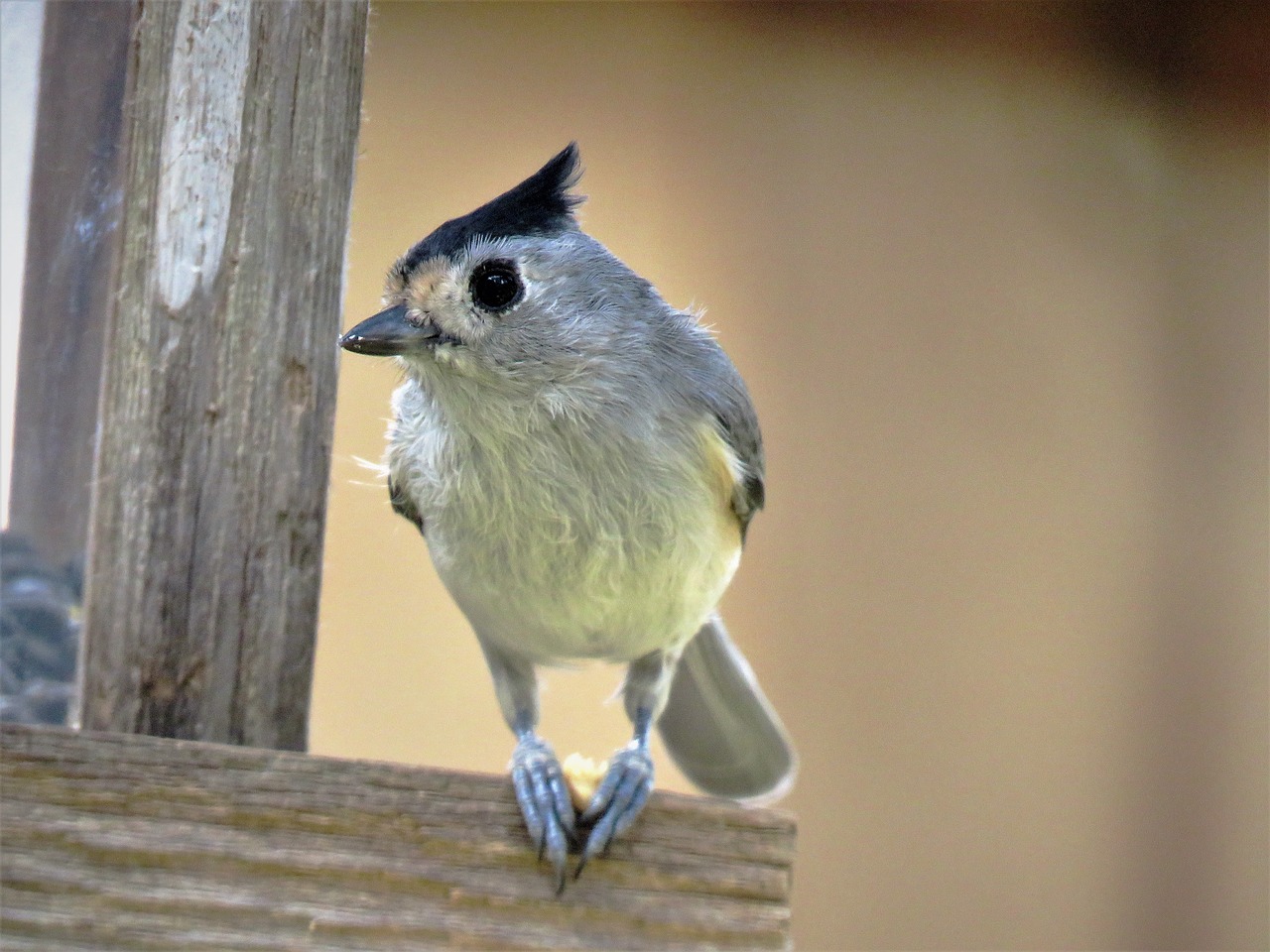 bird cute close up free photo