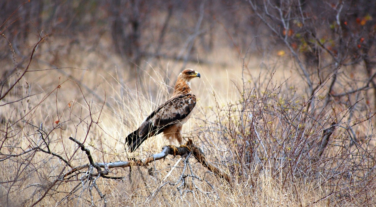 bird eagle bird of prey free photo