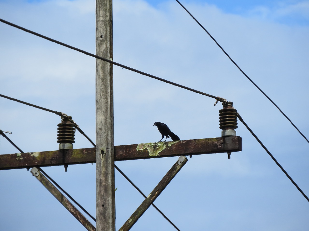 bird wire electricity free photo