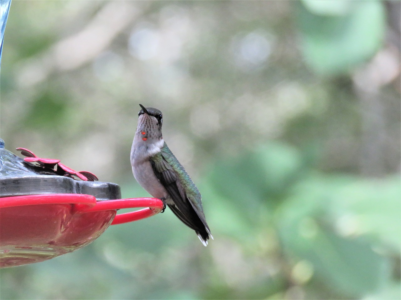 bird wildlife hummingbird free photo