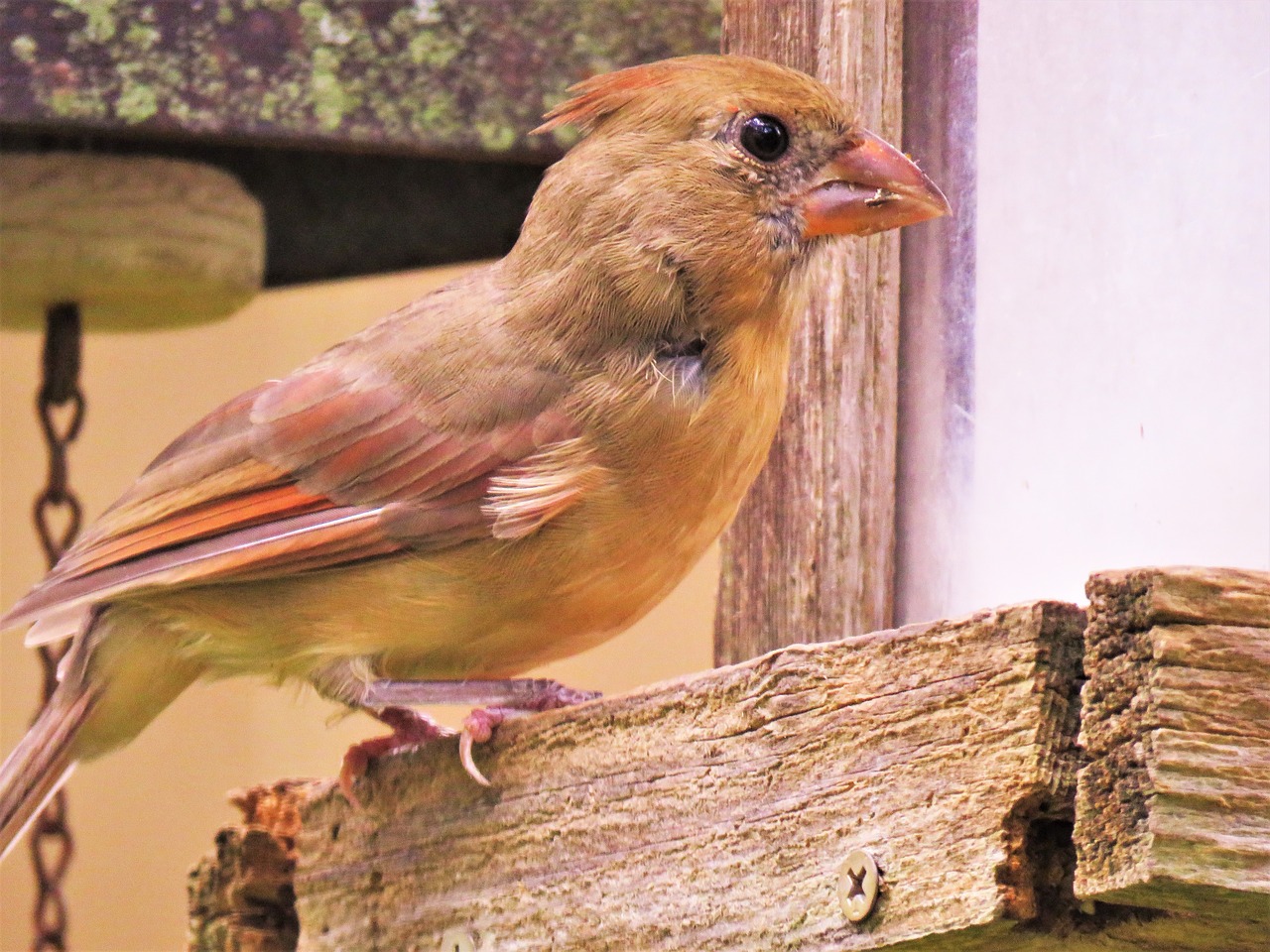 bird colorful close up free photo