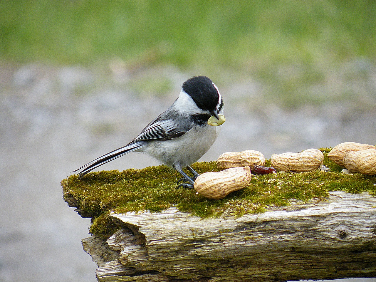 bird chickadee feathers free photo