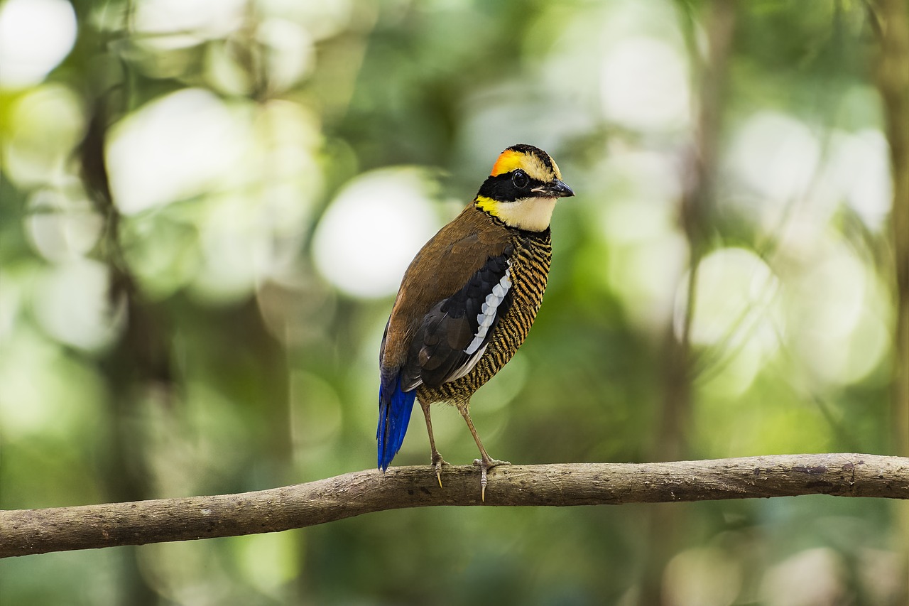 bird malaysia birds eight color thrush free photo