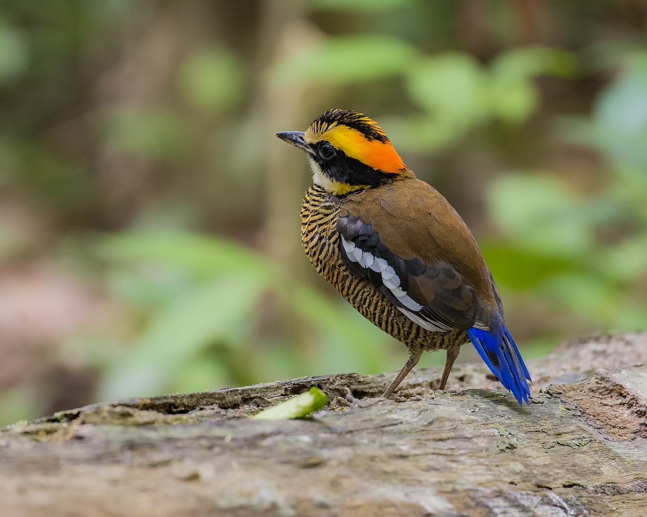 bird malaysia birds eight color thrush free photo