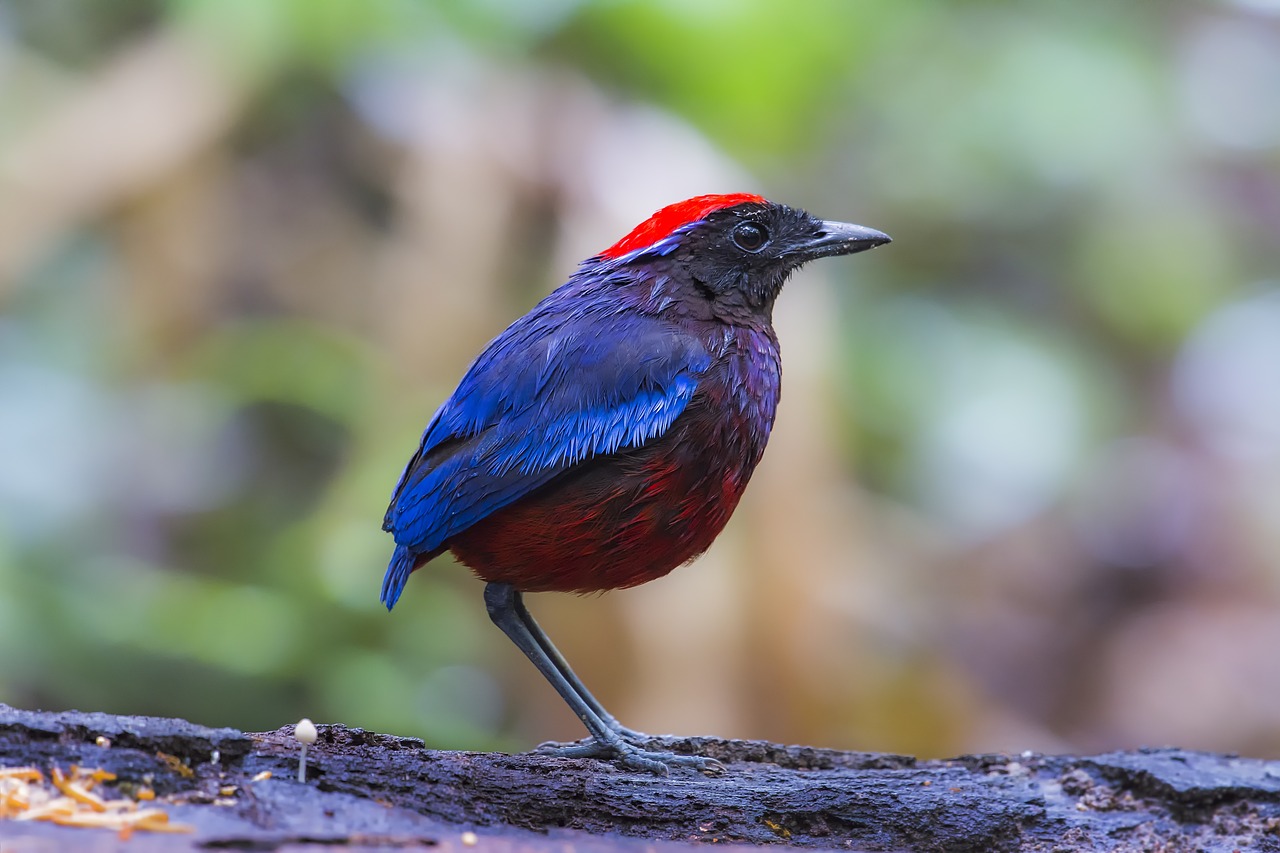 bird malaysia birds eight color thrush free photo