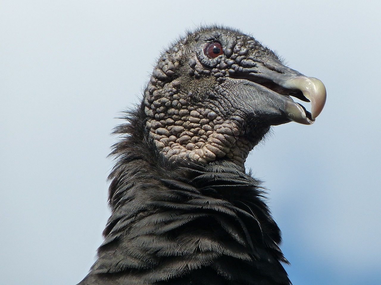 bird vulture usa free photo