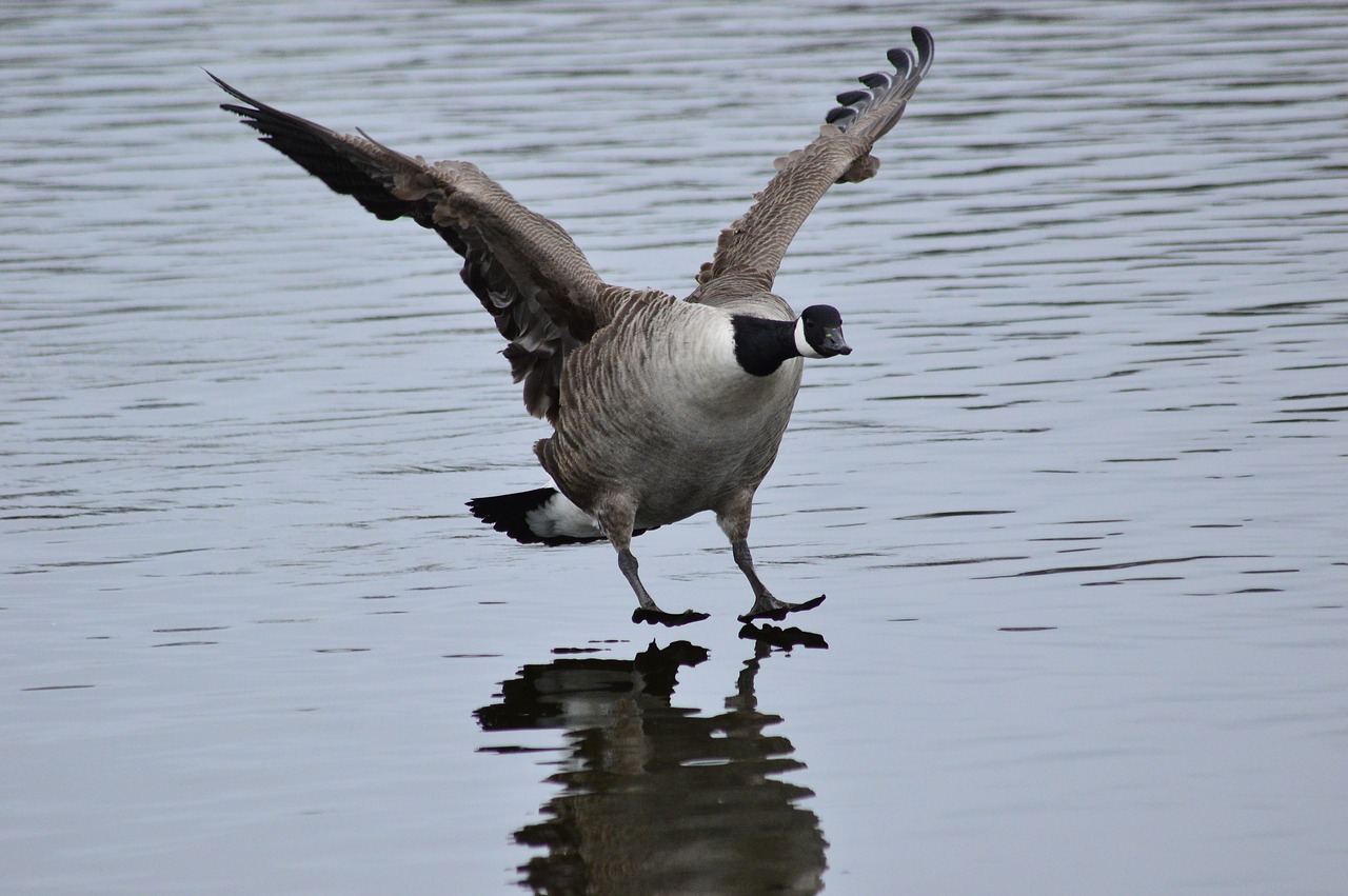 bird goose landing free photo