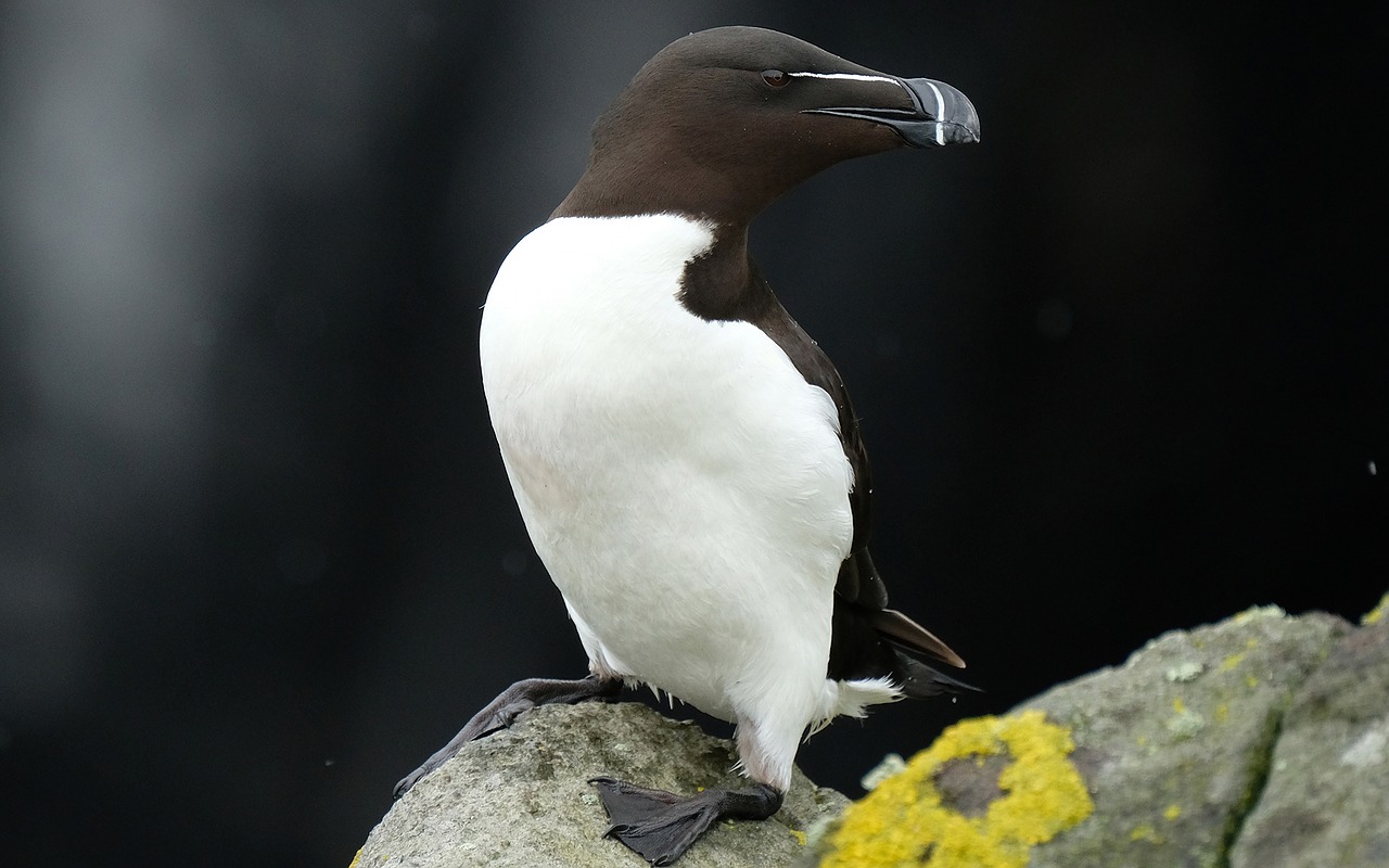 bird sea scotland free photo