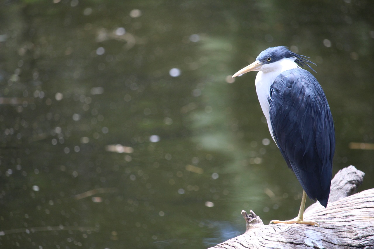 bird water zoo free photo