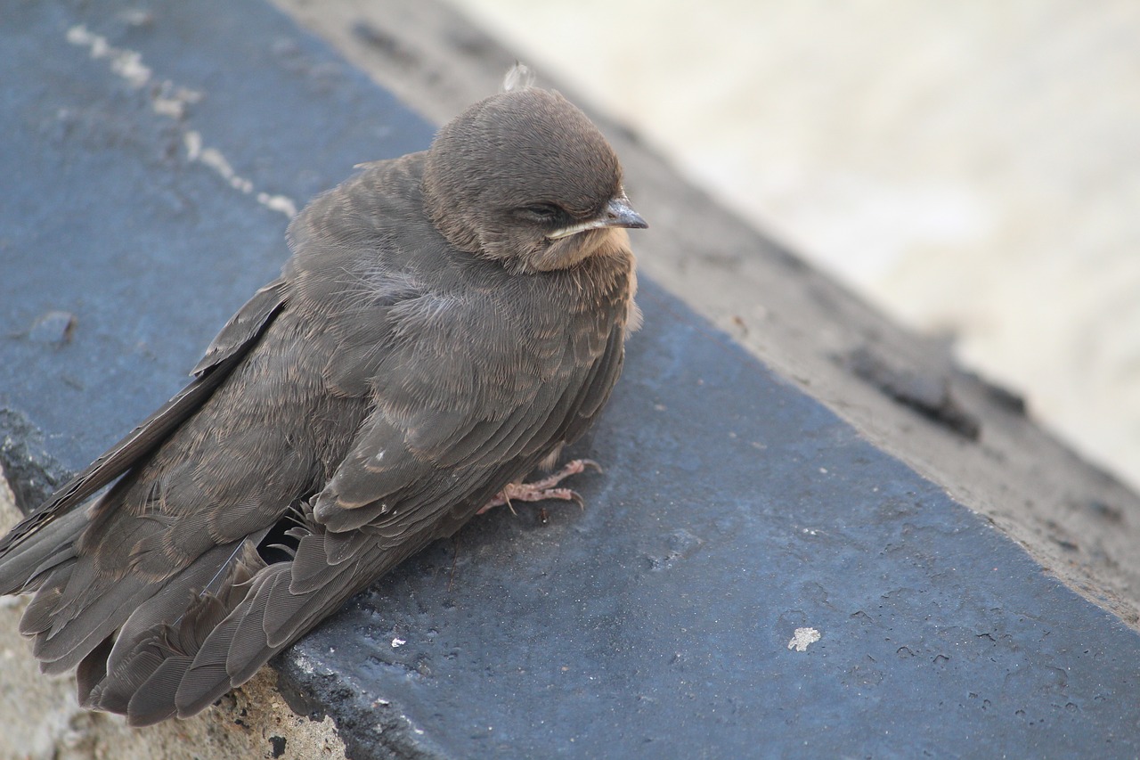 bird small scared free photo