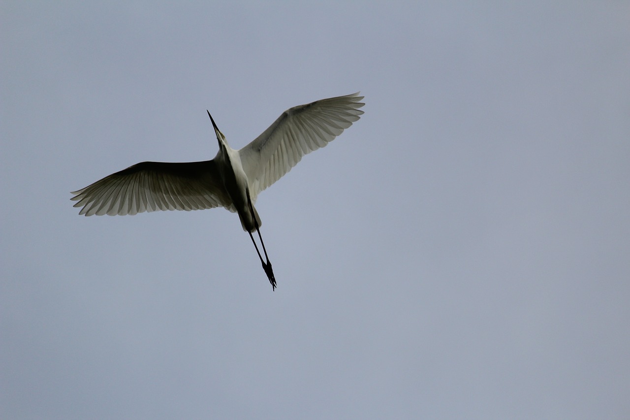 bird fly flying free photo