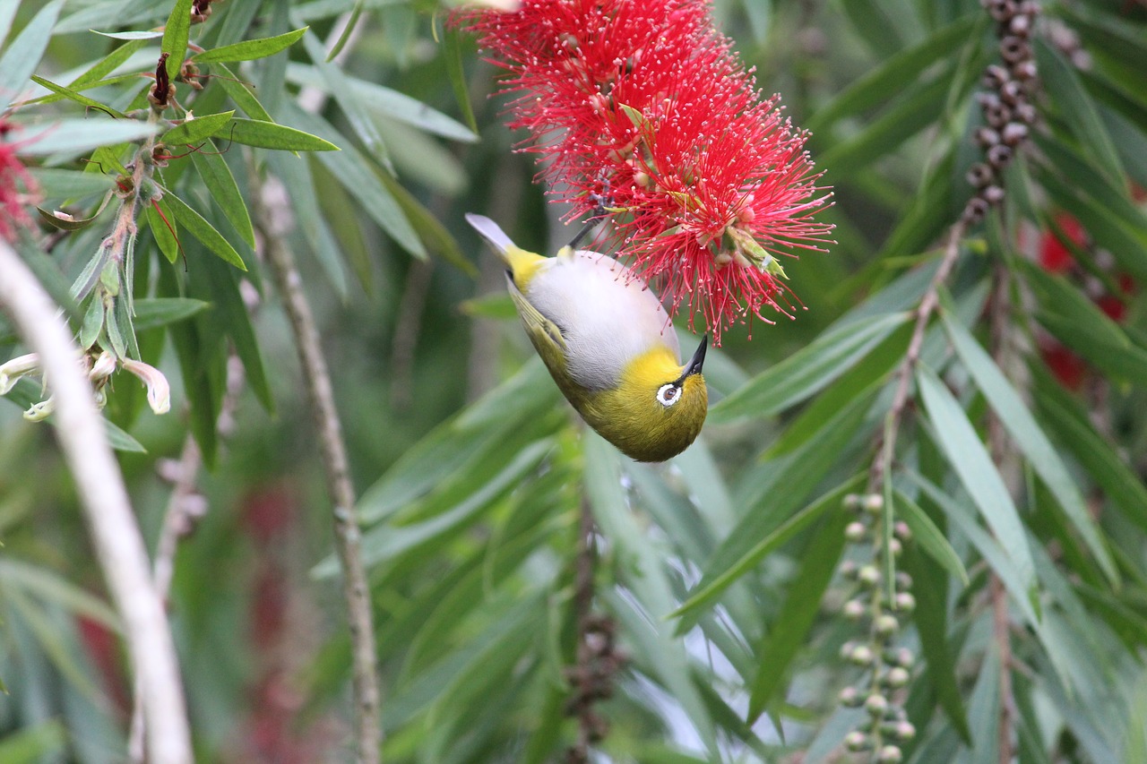 bird nature oriental white eye free photo