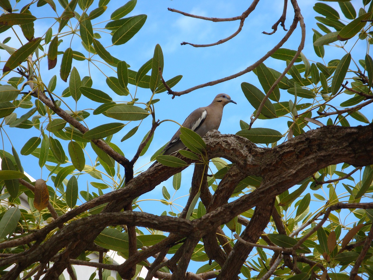 bird bermuda nature free photo