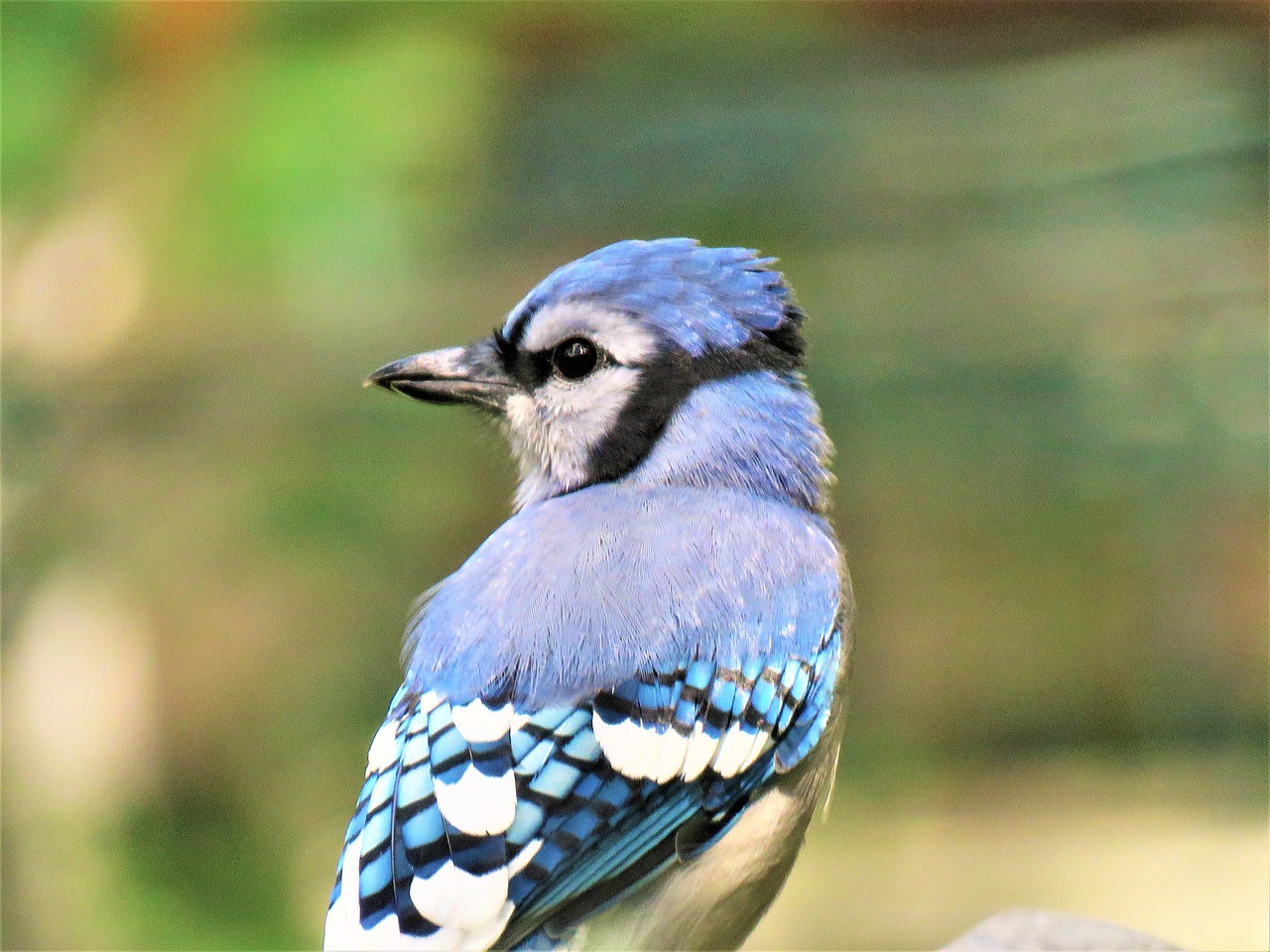 bird blue jay up close free photo