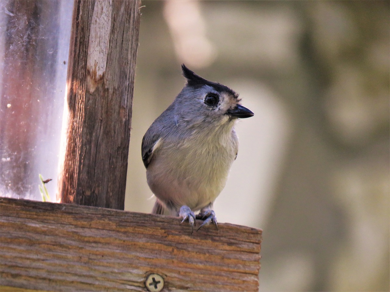 bird cute close up free photo