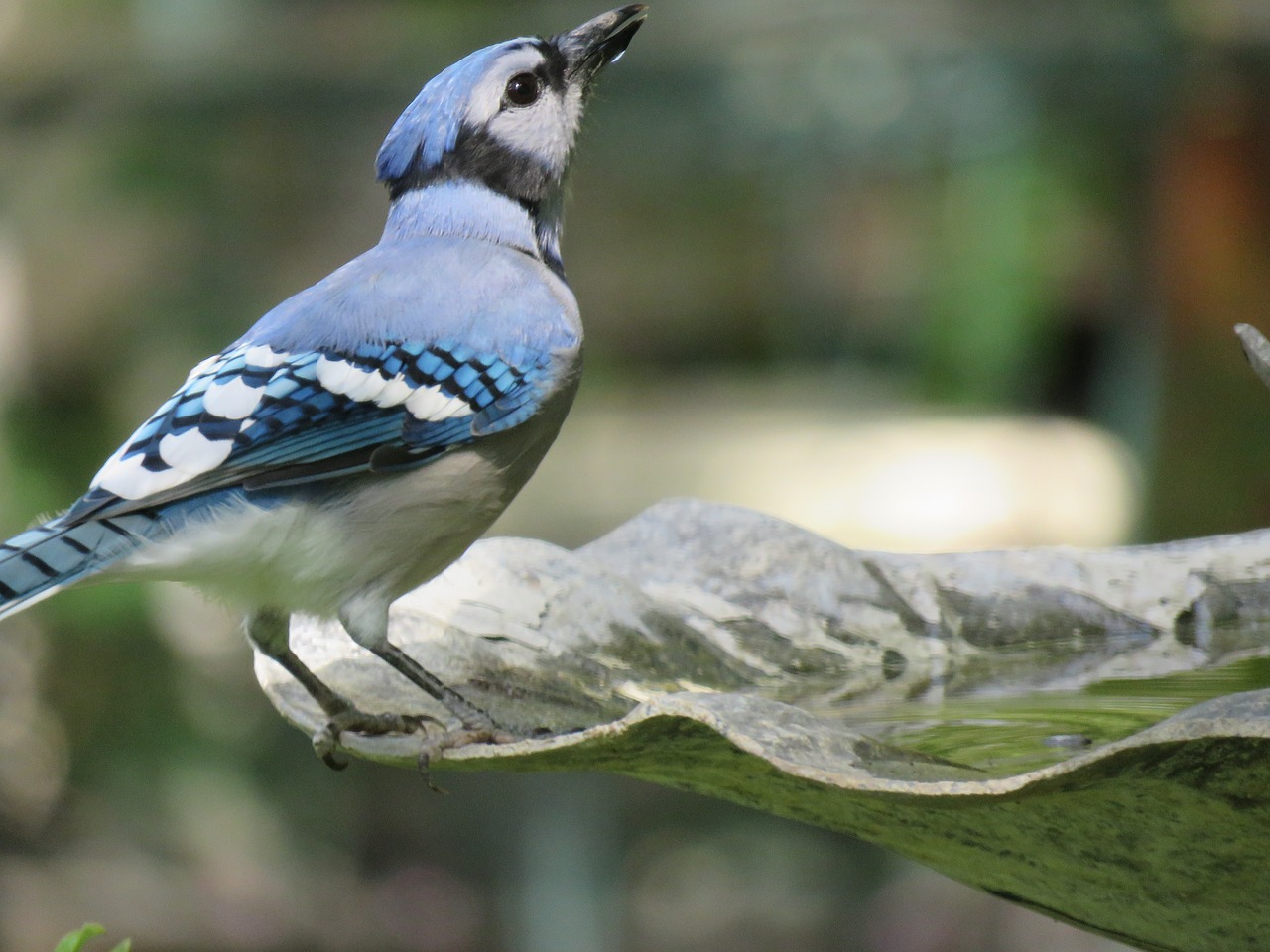 bird blue jay colorful free photo