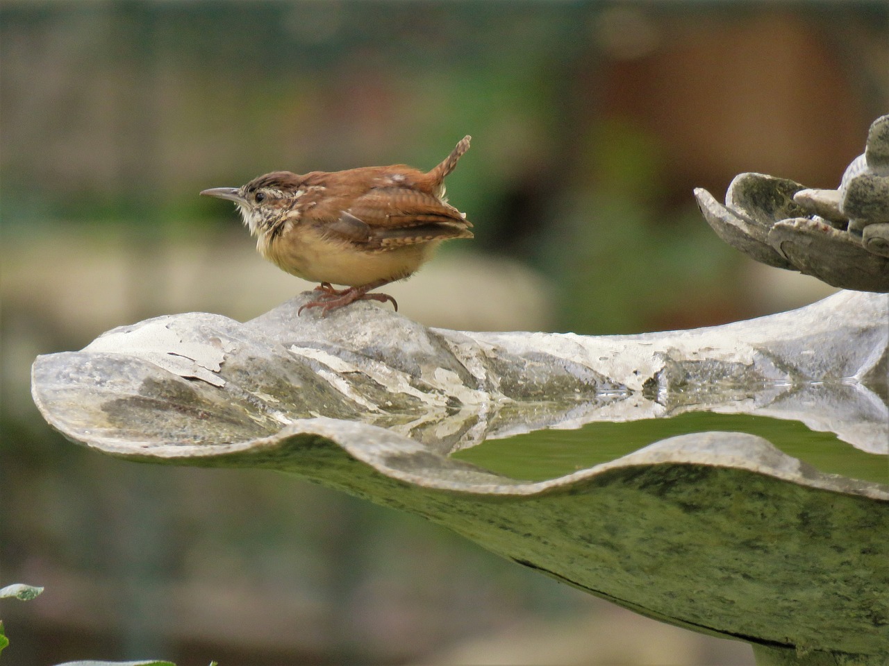 bird brown and tan cute free photo