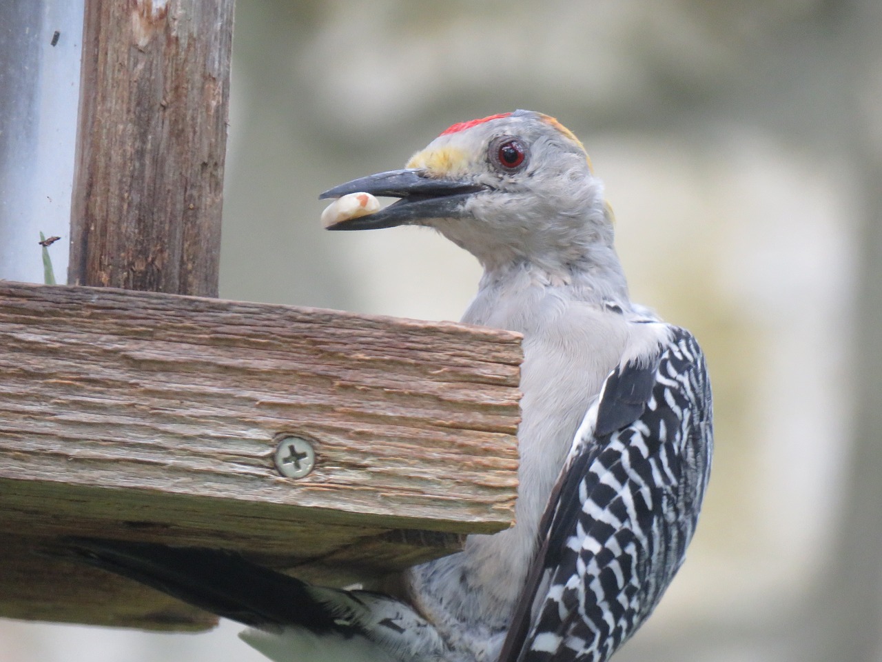 bird woodpecker up close free photo