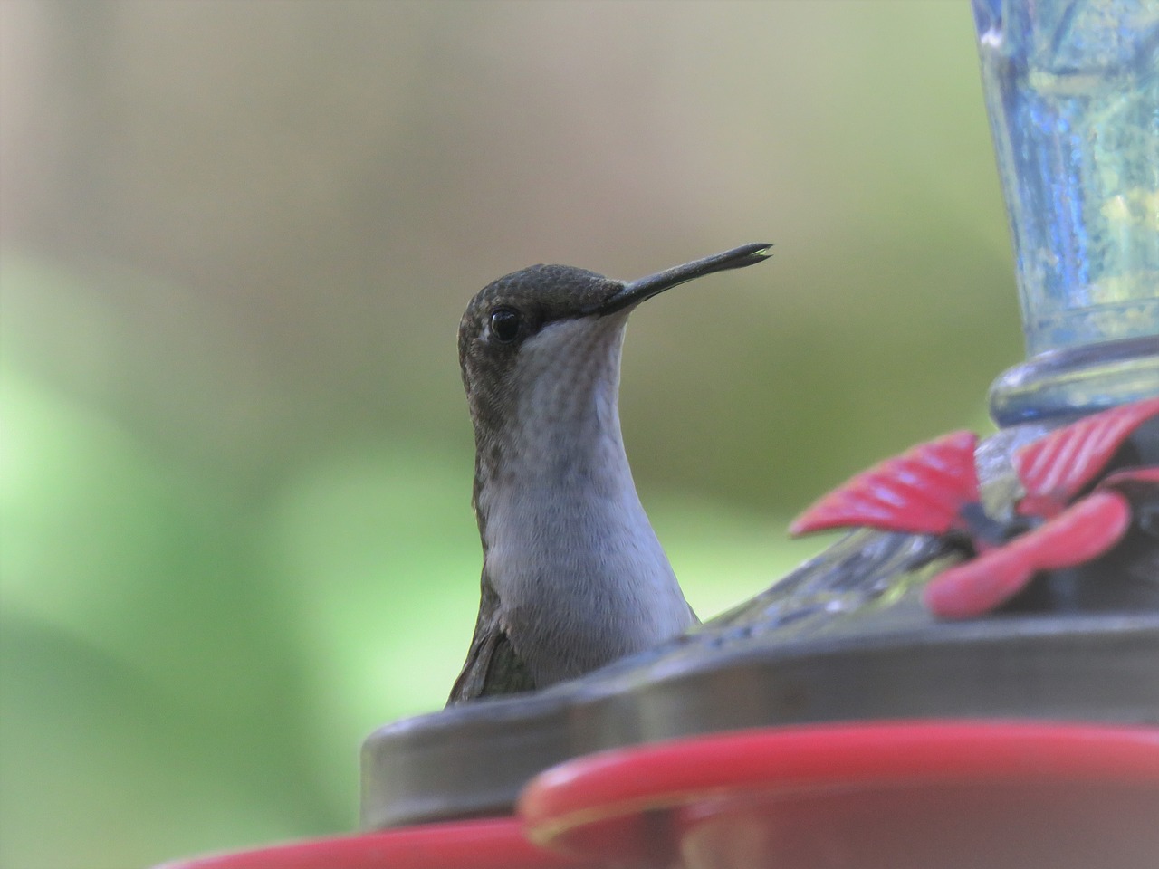 bird hummingbird close up free photo