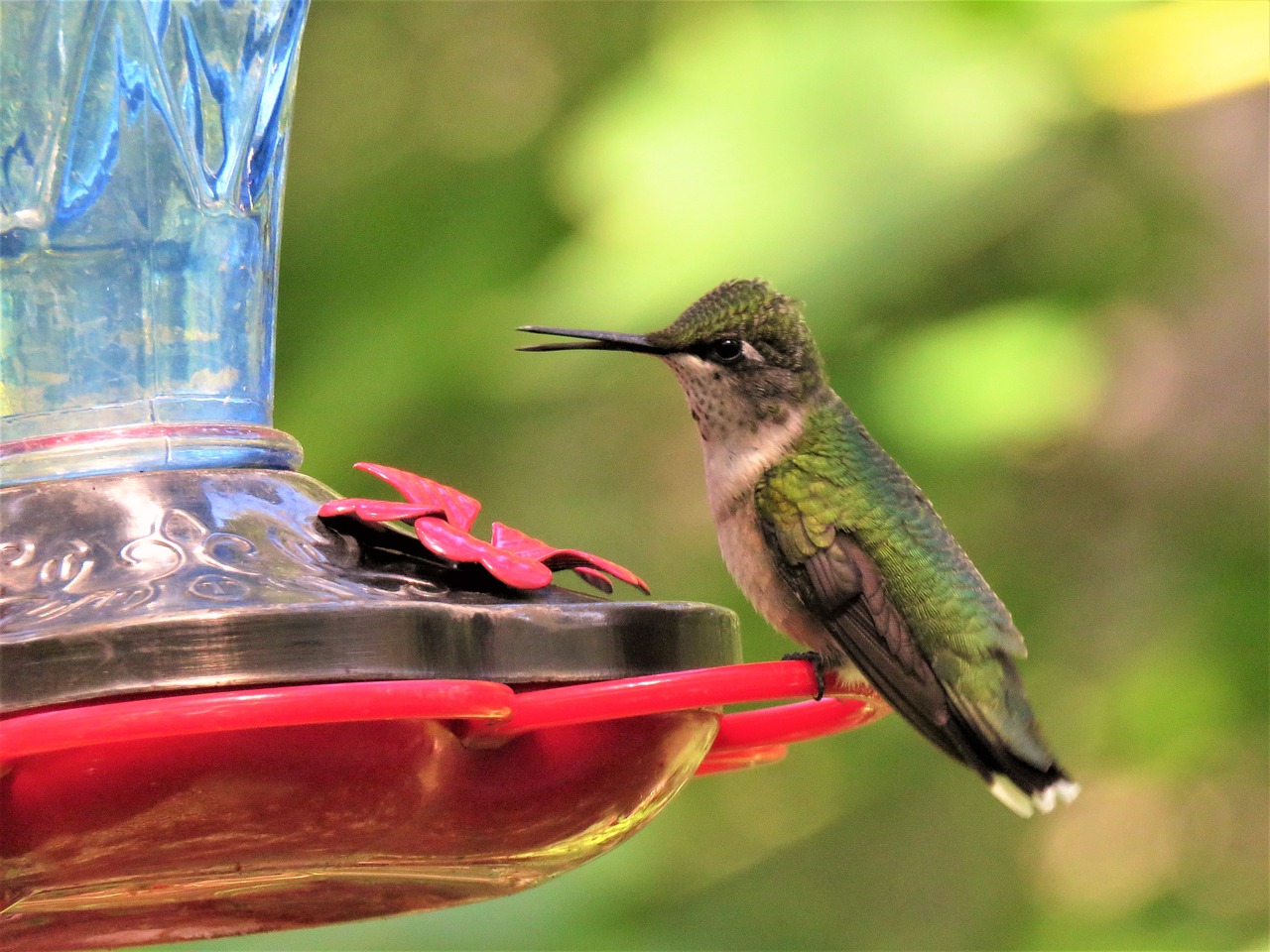 bird hummingbird wildlife free photo