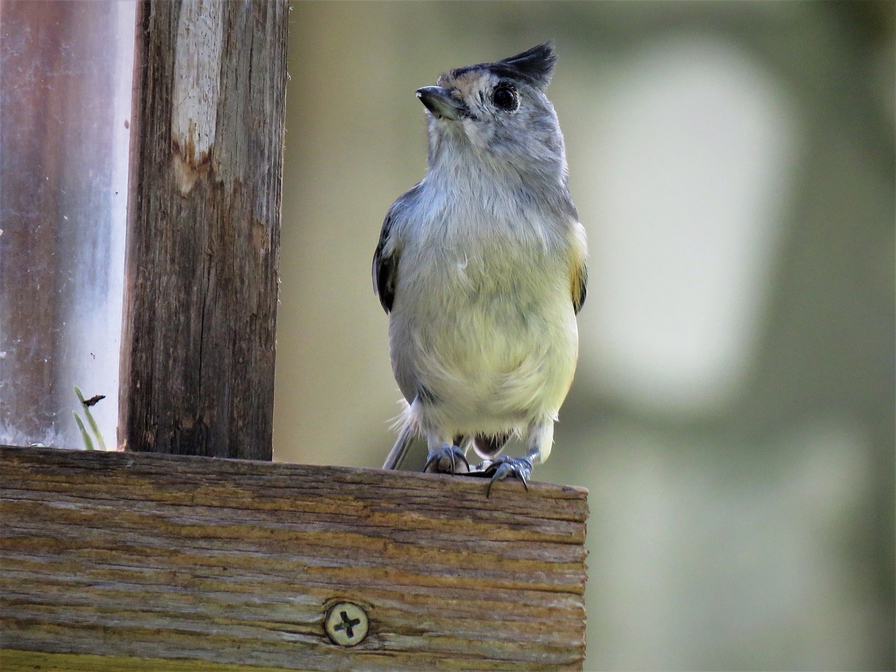 bird wildlife close up free photo