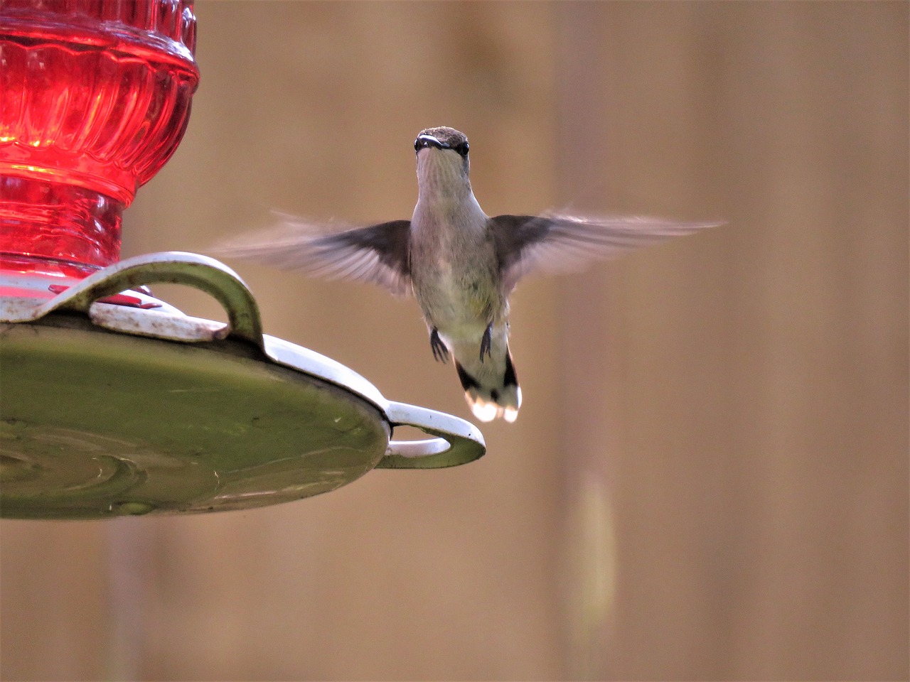 bird bird in flight hummingbird free photo