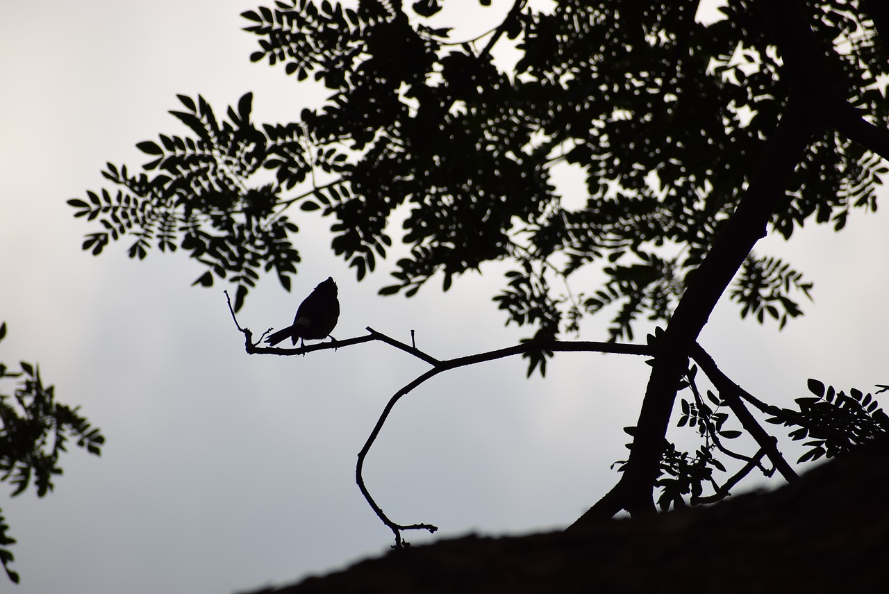 bird morning sunrise free photo