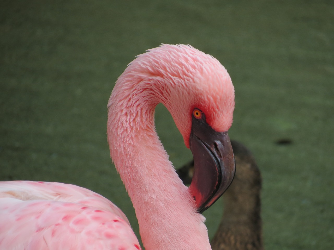 bird flamingo pink free photo