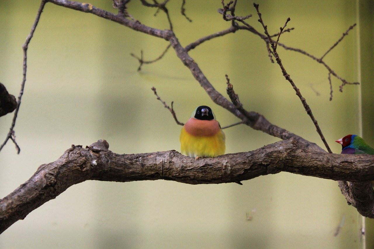 bird branch zoo free photo