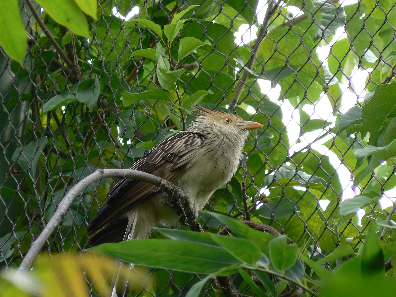 bird animal feathers free photo