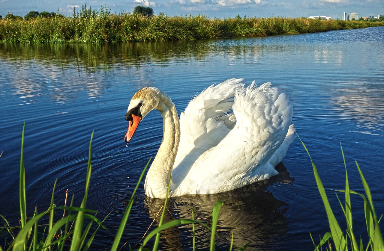 bird water bird waterfowl free photo