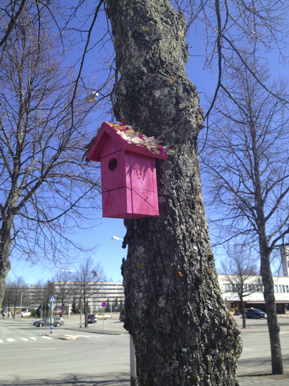 bird bowl tree free photo