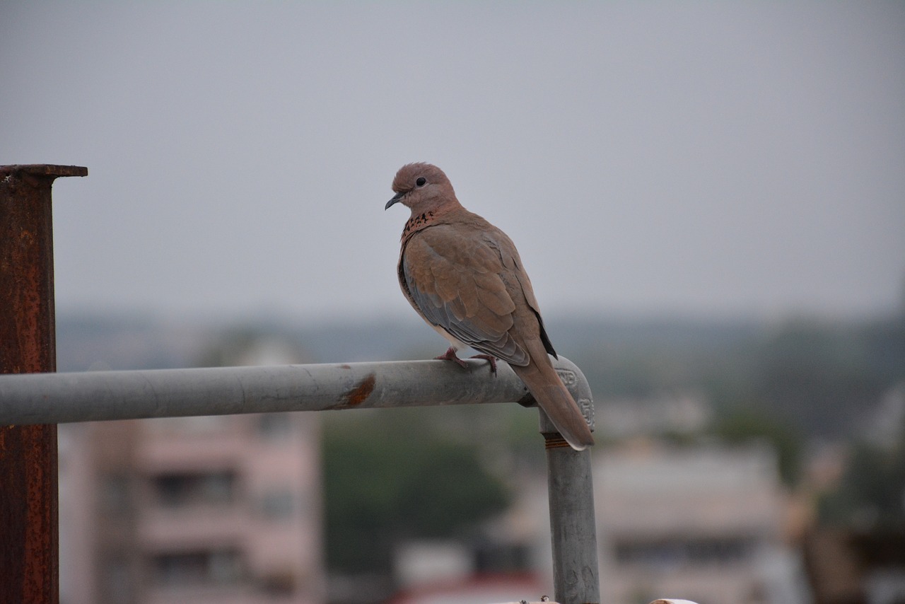 bird setting wildlife free photo