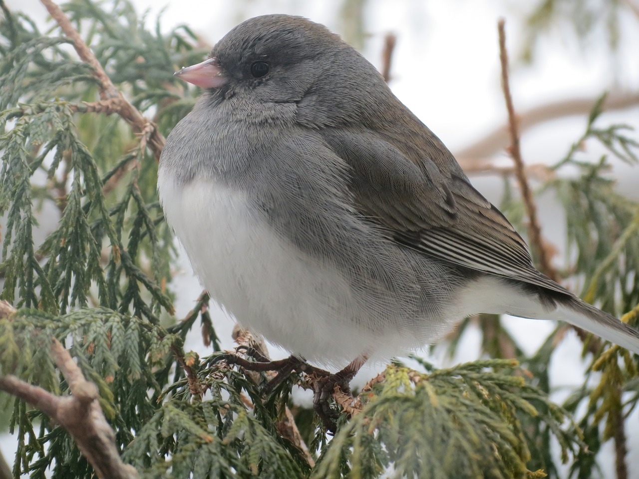 bird snow bird nature free photo