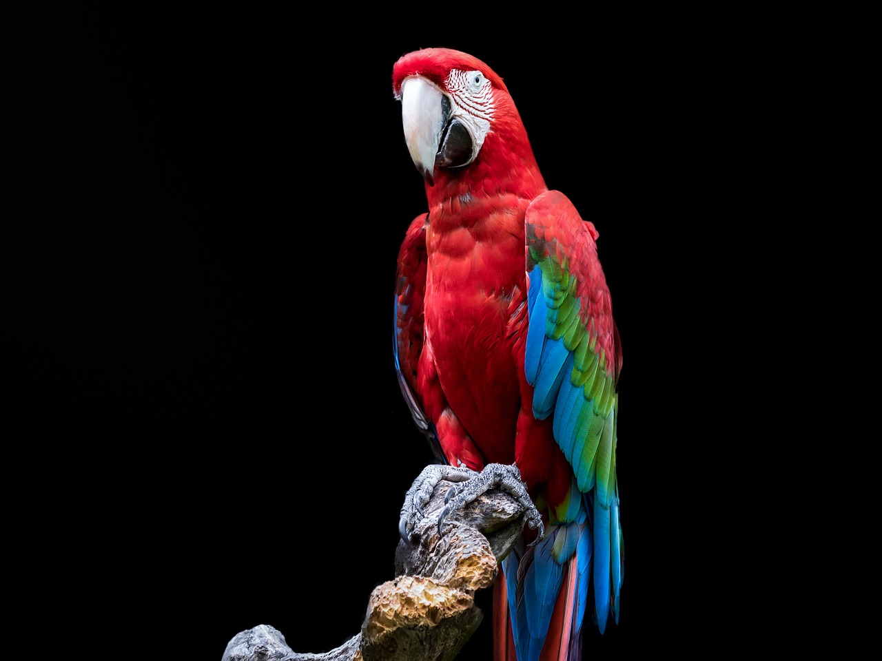 bird parrot ara free photo